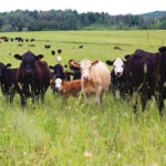 The number of cows on Ontario farms has been in decline and the new checkoff funding, in part, aims to stem that trend.