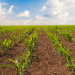 Making fertilizer available to growing corn is key to getting it growing quickly.