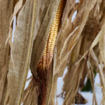 Ontario farmers haven’t had much information on corn susceptibility to DON.