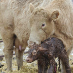 Calves with strong suckling reflex are 41 times more likely to consume enough colostrum soon after birth.