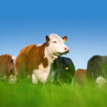 Research, and eventually management, of beef cattle is trending toward more individual animal measurement.