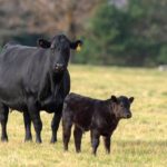 A new project is targeting Bovine Respiratory Disease in cattle.