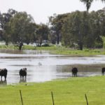 Cows wade through a flooded field following heavy rains in the southern New South Wales town of Wagga Wagga, Australia, October 2, 2016.