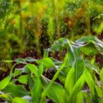 Parts of Argentina have seen a significant increase in moisture during the past few years, resulting in challenges many farmers aren’t used to.