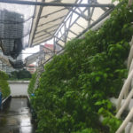 A small farm on top of a mall on Singapore’s Orchard Road grows herbs and leafy greens in a high-tech urban farming model that could improve the city’s food security.