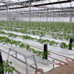 The Casteels greenhouse tomatoes were growing quickly after the January planting.