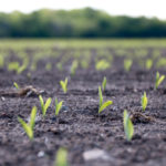 Five days late emerging corn was shown to have a 33 per cent decrease in ear weight.