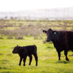 Vitamins A and E have been identified as the two most common micronutrient deficiencies potentially associated with death in calves that are born alive.