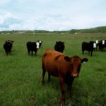 Ontario beef farmers recently approved a $1.50 check-off increase to help fund an industry-wide marketing effort.