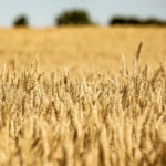 European wheat is in good shape so far this year compared to 2018.