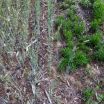 An overhead look at the level of control cereal rye has provided when it was seeded the previous fall (mid-November) at 60 lbs acre (left) compared to no cereal rye planted (right).