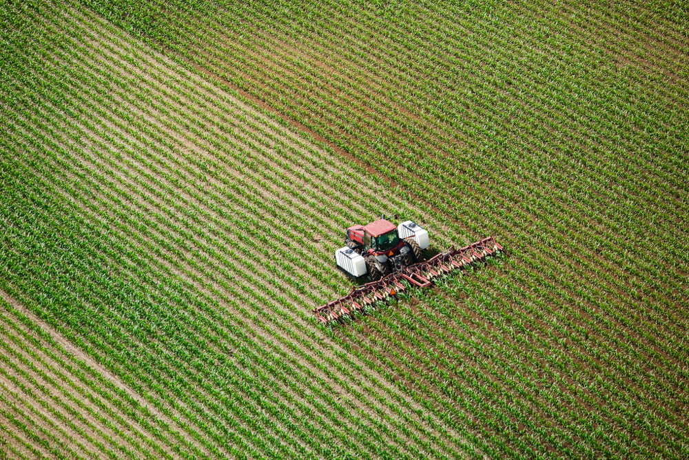 Where no nitrogen response is found, it often means that a soil test could have shown that not much was needed.