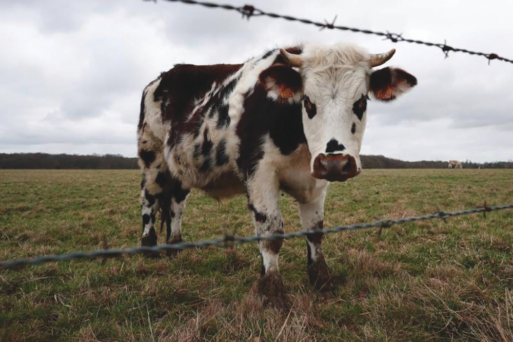 A cow stands in a field in Grand Bourgtheroulde, France. 