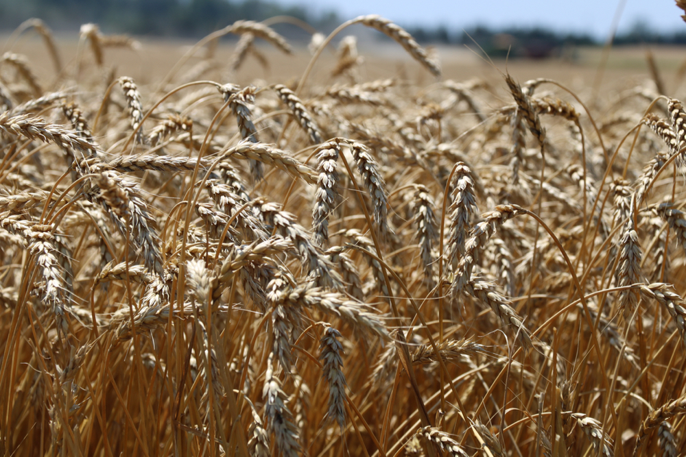 Wheat is one of four crops including soybeans, corn and rice, that make up about half of the agriculture land in use on the planet.