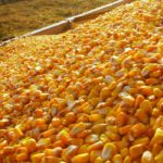 American farmers will likely plant more corn acres in 2019.