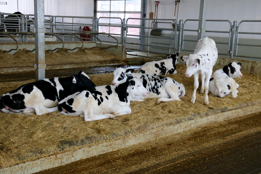 Raising heifers is expensive and one area where farmers can cut costs.