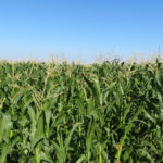 Corn salvage benefits will start in the future at lower DON parts per million than the current program.