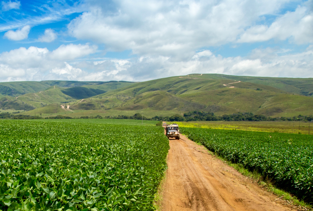 Brazilian soybean harvest is currently ahead of last year’s pace.