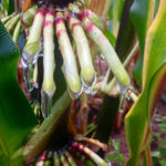 Close-up of Sierra Mixe maize aerial roots and mucilage production.
