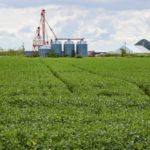 File photo of a soybean crop south of Winnipeg. (Dougall_Photography/iStock/Getty Images)