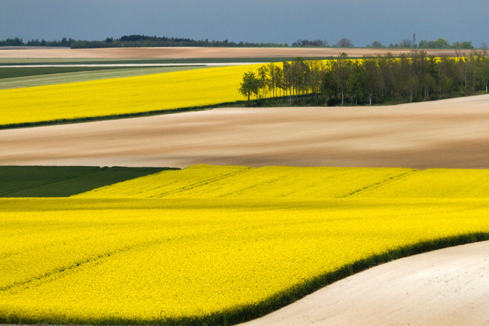 A file photo of rapeseed fields near Vouziers in France’s Ardennes department. (Photopixal/iStock/Getty Images)
