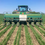 Adzuki beans are planted in between wheat rows.