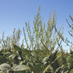 Each waterhemp plant can produce one million seeds, with some producing up to five million.