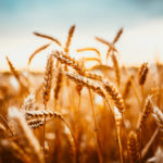 Ontario’s wheat production has moved predominantly to soft red wheat, but buyers want to change that.