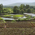 File photo of rice growing near Pune in Maharashtra, western India. (ePhotocorp/iStock/Getty Images)