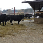 Heath Taylor looks over a few of the Wagyu cattle on his family’s Thorndale-area farm.