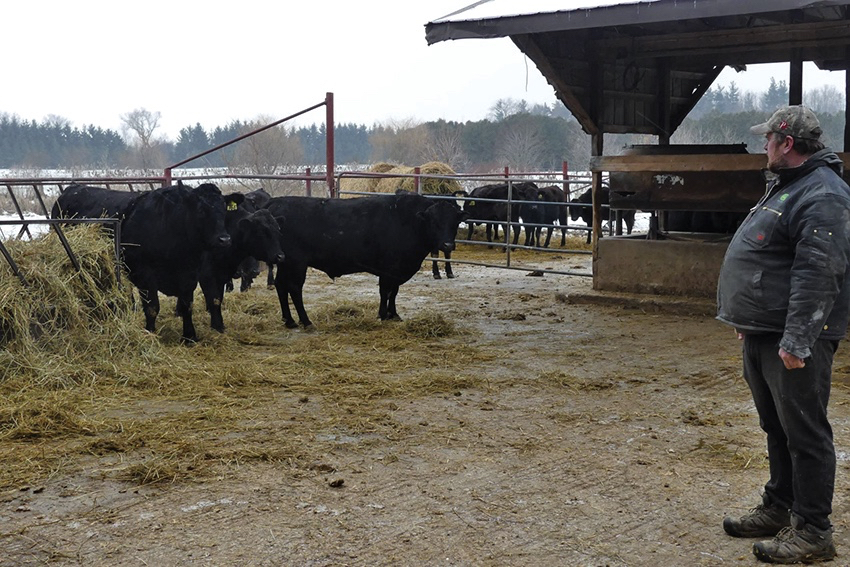 Heath Taylor looks over a few of the Wagyu cattle on his family’s Thorndale-area farm.