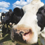 There’s a glut of Holstein heifers on the market, so some farmers are turning to cross-breeding to beef.