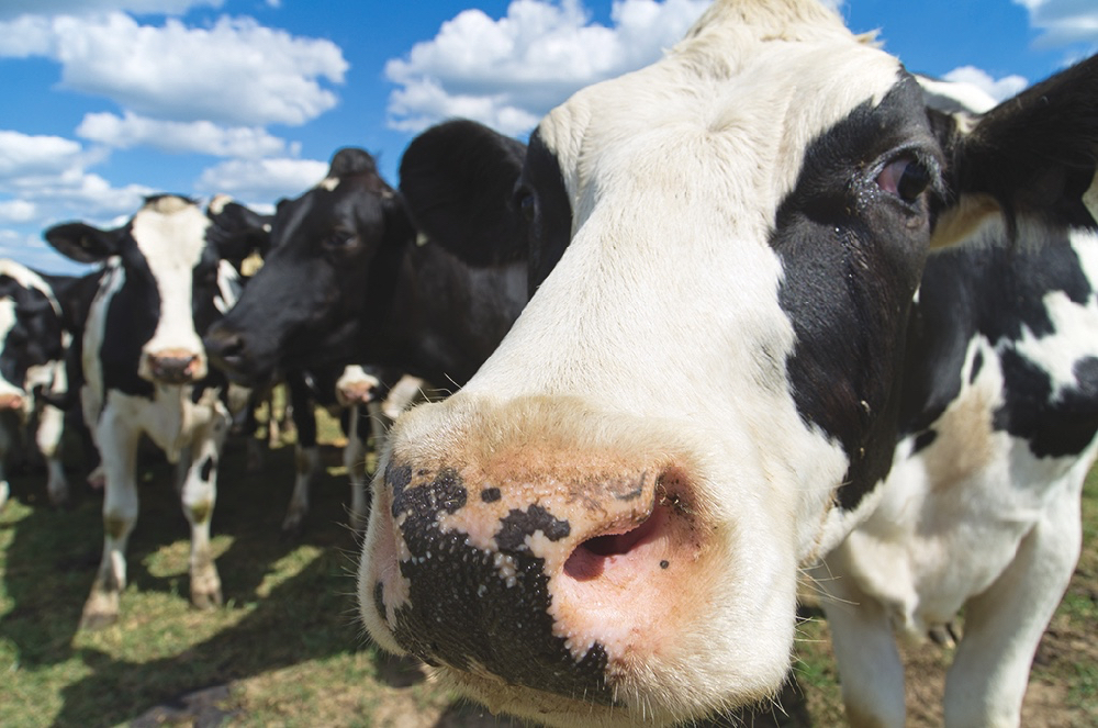 There’s a glut of Holstein heifers on the market, so some farmers are turning to cross-breeding to beef. 