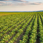 Potatoes could benefit from a nurse crop, researchers say.