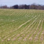 Wheat in some areas looks healthy, such as this Middlesex County field, but experts say to get out of the vehicle and check.