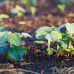 Larger soybean acreage and yield this year could mean a weaker basis at harvest.