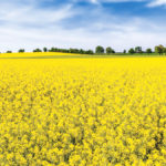 Farm field of rape, farmland landscape with rapeseed flowers, summer scenery