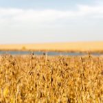 Beijing allows imports of GM soybeans and corn for animal feed, but it does not allow farmers to plant them.