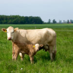 Multi paddock systems allow for grass regrowth and optimal feed for cows and calves.