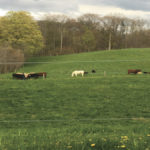 Pasture is rotationally grazed by the Sickle family’s cows and calves.