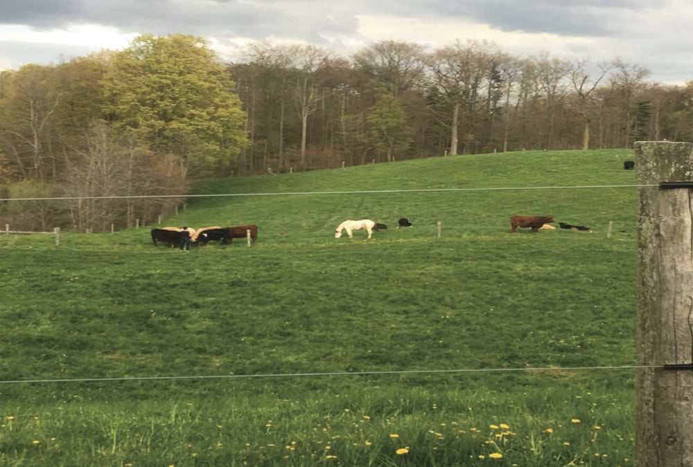 Pasture is rotationally grazed by the Sickle family’s cows and calves.