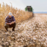 Corn harvest in Argentina is underway and yields look better than expected.