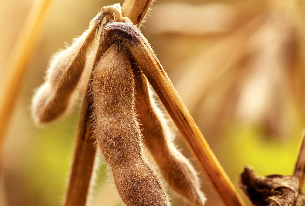 Organic soybeans are mostly moving around the world for animal feed.