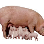 Sows have become much more productive since Flowers started his career 32 years ago. They are better able to produce large litters consistently and able to produce enough milk to raise those piglets.