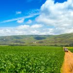 Brazil is the world’s largest exporter of soybeans.