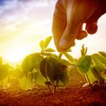 E3 soybeans are expected to be available in Canada from Pioneer in 2020.