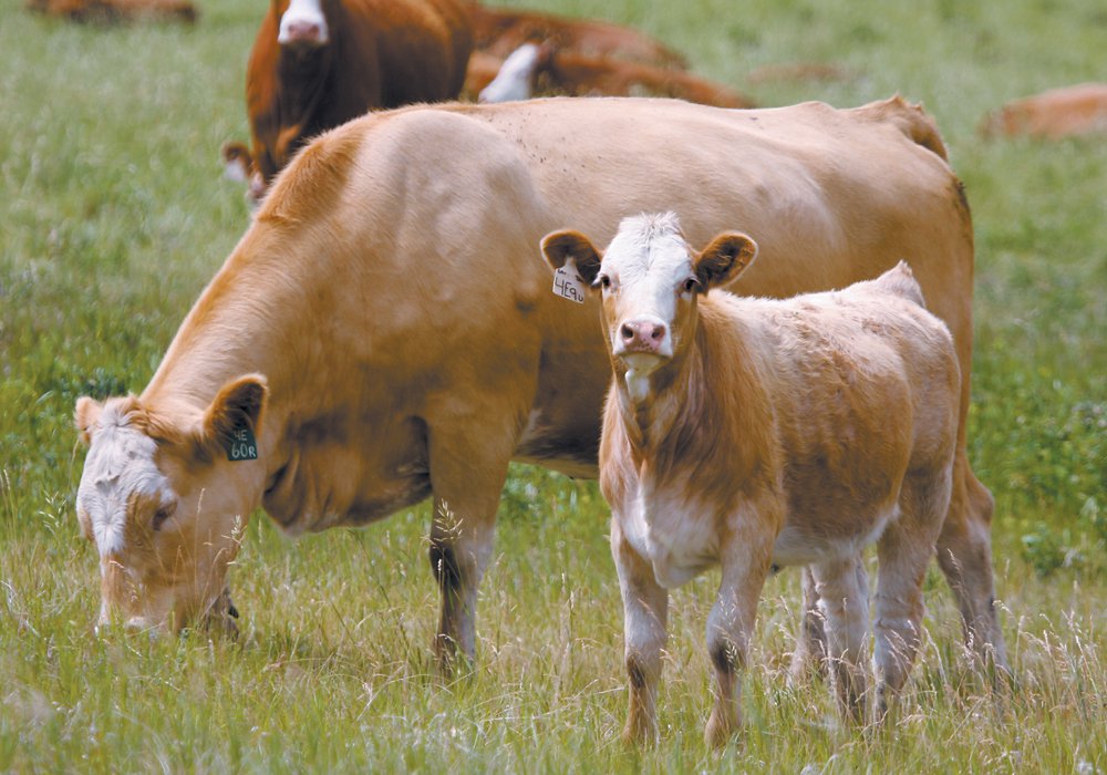 Canadian beef exports add at least $600 per head in value, compared to the domestic market, and numbers show that trade is accelerating. 