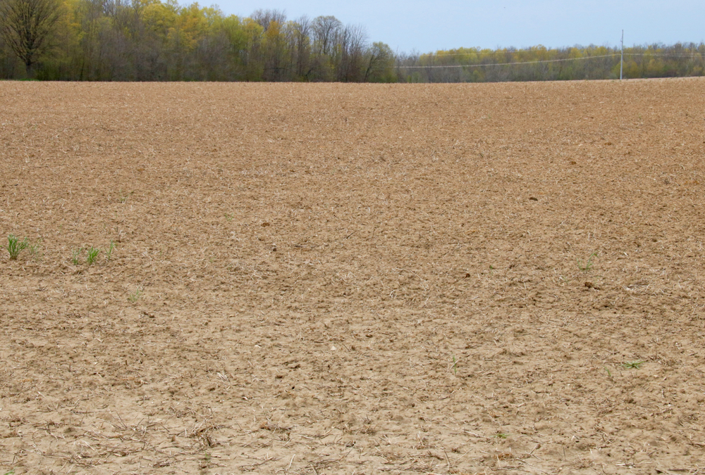 Most Ontario land is like this, waiting for some dry weather before being planted.