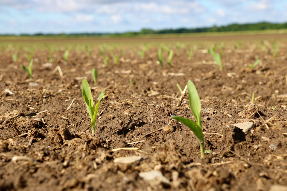 There’s very little corn planted yet in Ontario and that will also keep down stocks.