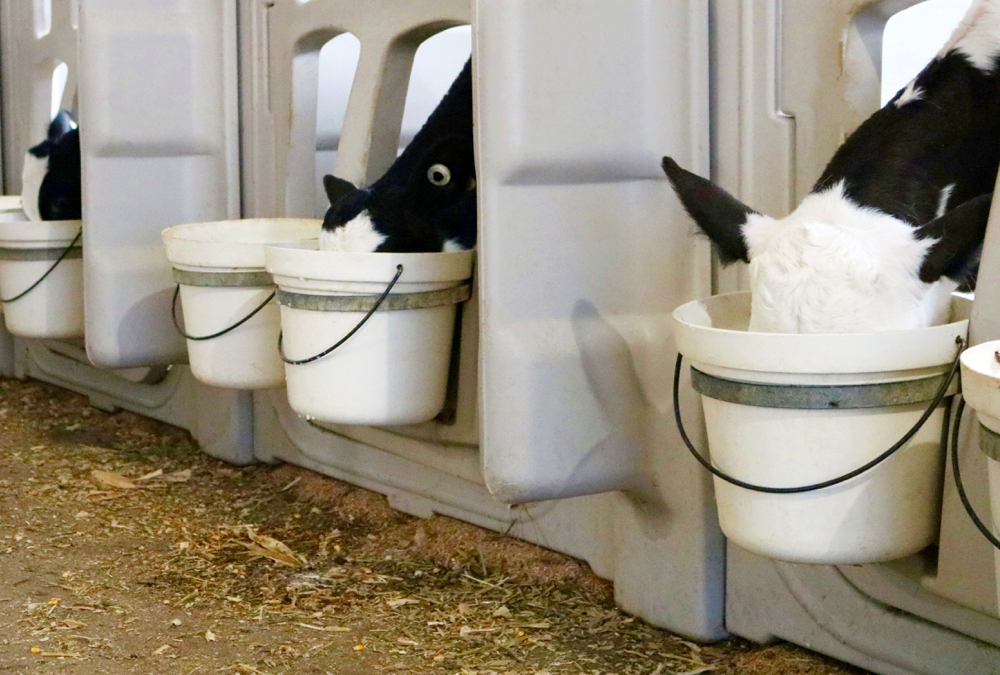 Farmers will have to examine how practical it is on their farms to provide several feedings of cow transition milk to their youngest calves.